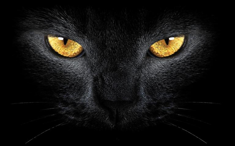 Życie Mistrza. Czar powieści